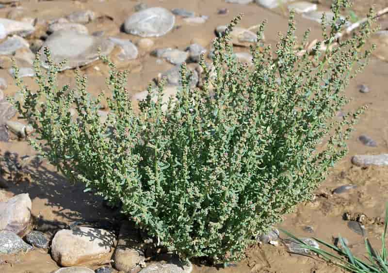 تصویر 4 از آویشن کوهی اصل لرستان خشک‌شده طبیعی، عطری و با کیفیت بالا
